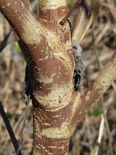 {Broussonetia papyrifera}